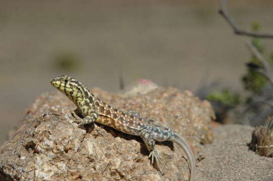 Image of Bibron's Tree Iguana