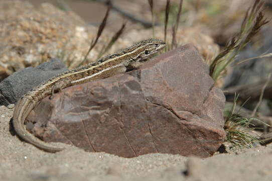 Image of Bibron's Tree Iguana