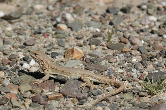 Image of Bibron's Tree Iguana