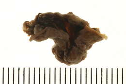 Image of Ox heart ascidian