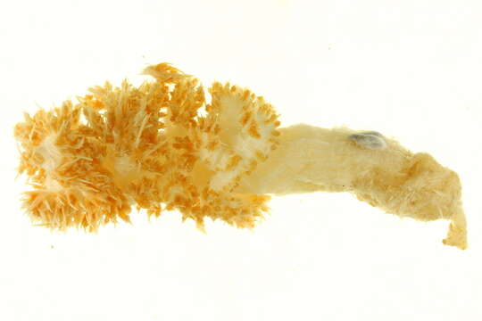 Image of Twotone soft coral