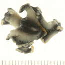 Image of Pseudoceratidae