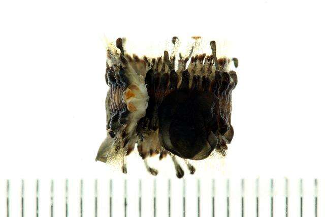 Image of Gastrolepidia Schmarda 1861