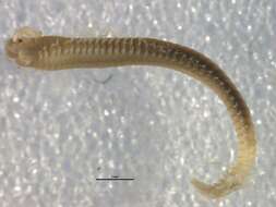 Image of Quill Worm