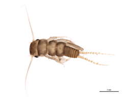 Image of Polyneoptera