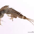 Image of <i>Ephemerella floripara</i>