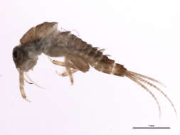 Image of <i>Ephemerella floripara</i>