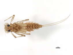 Image of Epeorus pleuralis (Banks 1910)