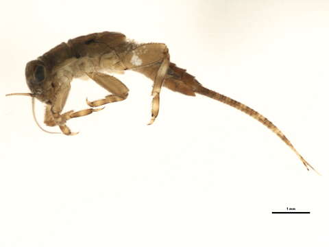 Image of <i>Ephemerella floripara</i>