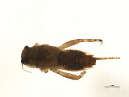 Image of <i>Ephemerella floripara</i>