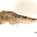 Image of Isonychia tusculanensis Berner 1948