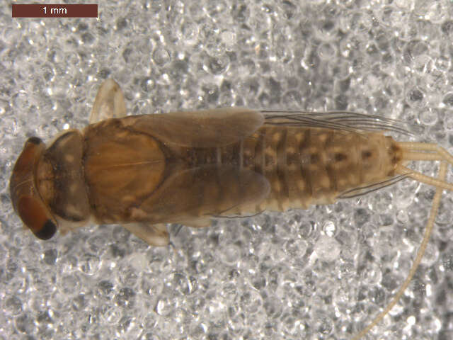 Image of Paraleptophlebia kirchneri Kondratieff & Durfee 1994