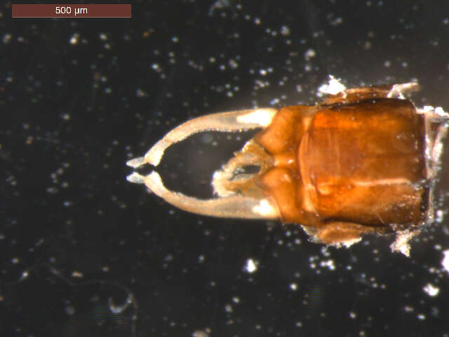 Image of <i>Neoleptophlebia heteronea</i>