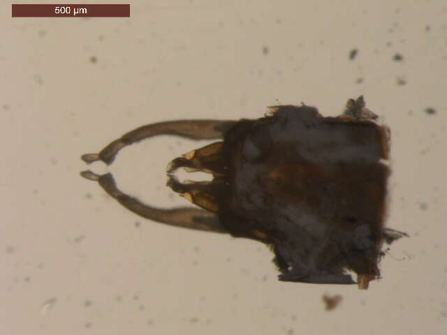 Image of <i>Neoleptophlebia heteronea</i>