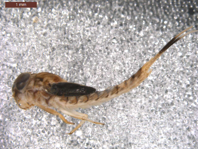 Image of combmouthed minnow mayflies