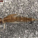 Image of Americabaetis pleturus (Lugo-Ortiz & McCafferty 1994)