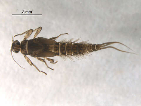 Image de Camelobaetidius tuberosus Lugo-Ortiz & McCafferty 1999