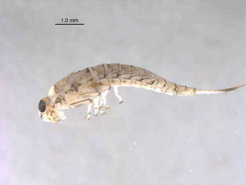 Image of Camelobaetidius cayumba (Traver & Edmunds 1968)