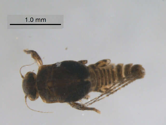 Image of Tricorythopsis