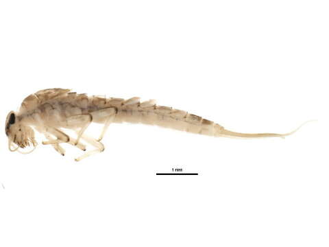 Image of Americabaetis labiosus Lugo-Ortiz & McCafferty 1996