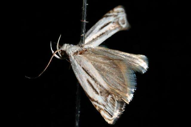 Image of Plectophila micradelpha Turner 1897