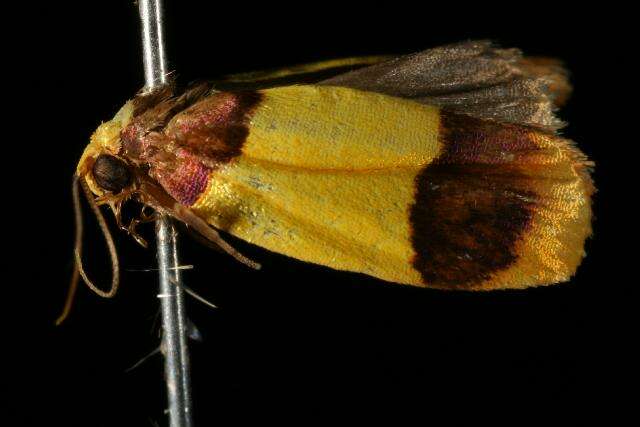 Heterallactis euchrysa Meyrick 1886 resmi