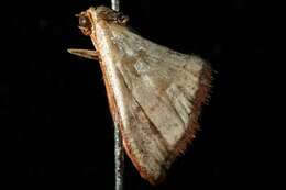 Image of Idaea coercita Lucas 1900