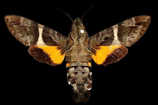 Image of Macroglossum hirundo errans Walker 1856