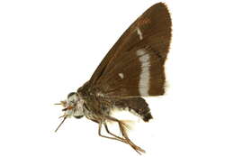 Image of Coeliadinae