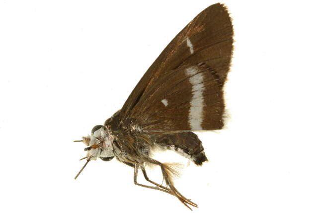 Image of Coeliadinae