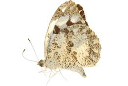 Image of Pierinae