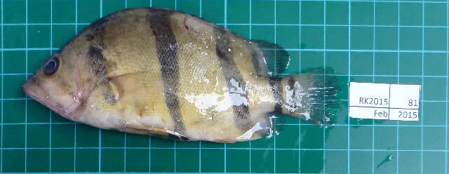 Image of Lobotiformes