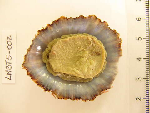 Image of China Limpet