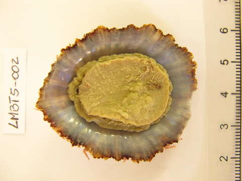 Image of China Limpet