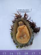 Image of China limpet