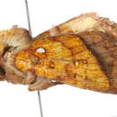 Imagem de <i>Papaipema leucostigma</i>