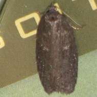 Acleris caliginosana Walker 1863的圖片