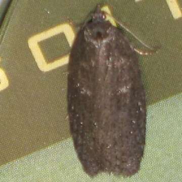 Image of Acleris caliginosana Walker 1863