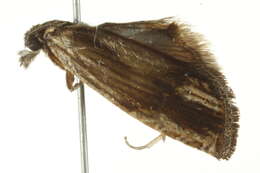 Image of <i>Eucosma essexana</i>