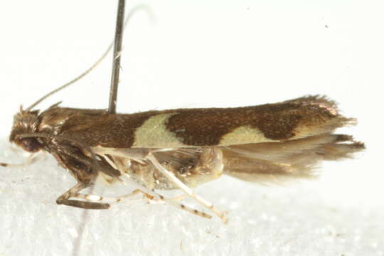 Image of Caloptilia burgessiella (Zeller 1873)