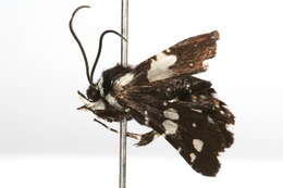 Image of window-winged moths