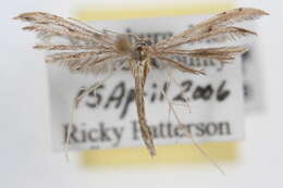 Image of Belfrage's Plume Moth