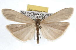 Image of Crambidia impura Barnes & McDunnough 1913