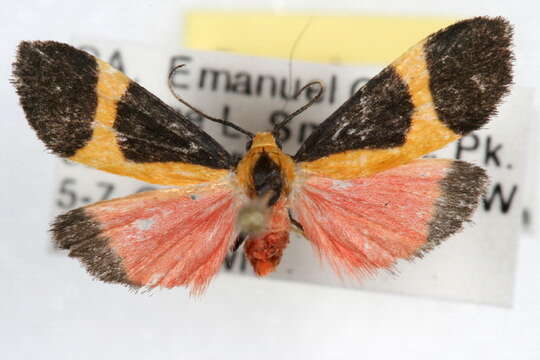 Image of Kentucky Lichen Moth