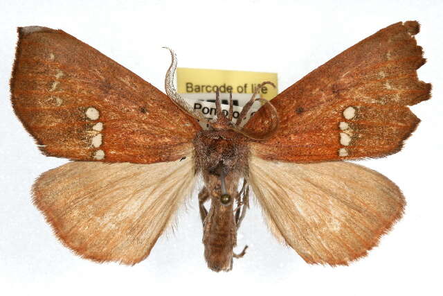 Image of Large Necklace Moth