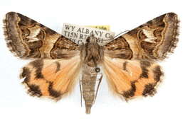 Image of Drasteria mirifica H. Edwards 1878