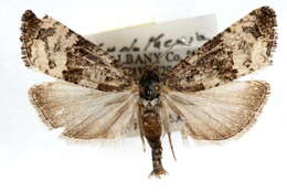 Image of Endothenia melanosticta Walsingham 1895