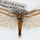 Image of <i>Pelochrista crambitana</i>