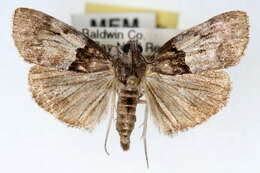 Image of Pine Webworm