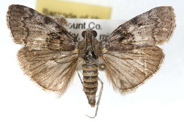 Image of Pine Webworm